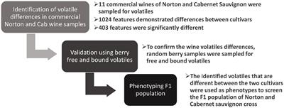 Generating Novel Aroma Phenotypes Using Commercial Wine Samples to Characterize an F1 Population